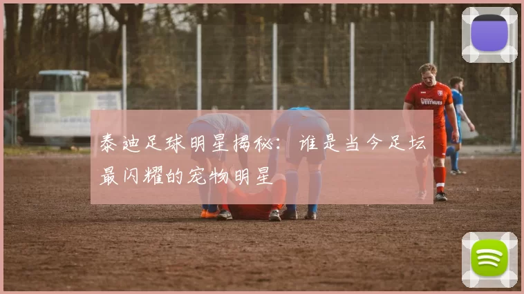 泰迪足球明星揭秘：谁是当今足坛最闪耀的宠物明星